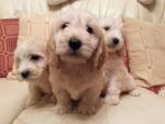 2 Cockapoo puppies for sale.