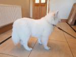 Samoyed puppies and dog for sale.