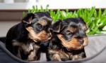 Show Lane Yorkshire terrier puppies for sale.