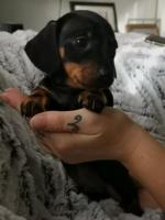Minature dachshund pup for sale.