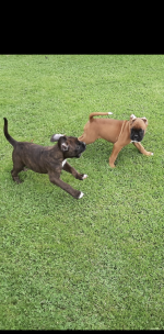 Boxer puppies in Limerick for sale.