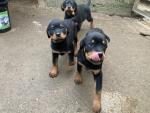 IKC female Rottweiler puppies in Cork for sale.