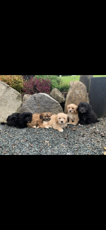 Shih-poo pups in Wicklow for sale.