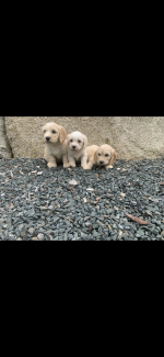 Poochon puppies in Wicklow for sale.