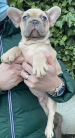DWKC registered French bulldog puppies for sale.