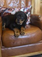 Rottweiler pup for sale.