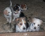 5 Jack Russell cross puppies for sale.