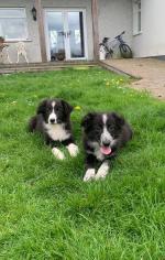 Rough Collie puppies for sale.