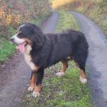 1 year old male Bernese Mountain Dog for sale.