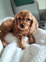 Ruby Cavalier King Charles x puppies for sale.