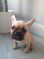 French bulldog puppies for sale - IKC Registered for sale.