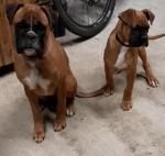 Boxer in Cork for sale.