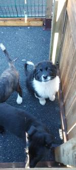 Beautiful Crossbreed pups for sale.