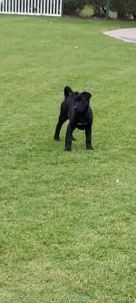 Crossbreed puppies in Carlow for sale.