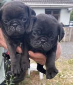 Pug puppies for sale.