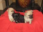 Frankie, Kandy, and Penny the Pugs for sale.