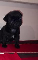 Male Black Pug in Dublin for sale.