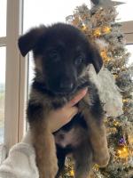 German Shepherd pups for sale.