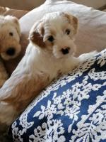 Cockapoo puppies in Carlow for sale.