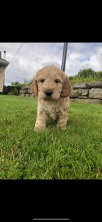 Female Cockapoo in Wexford for sale.