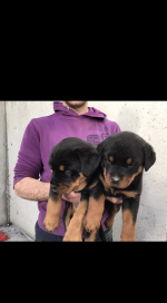 Rottweiler puppies in Kilkenny for sale.