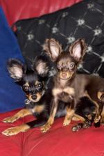 Russian Toy Terrier for sale.