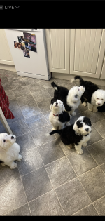 IKC Reg Old English Sheepdog puppies for sale.