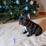 French Bulldog puppies in Donegal for sale.
