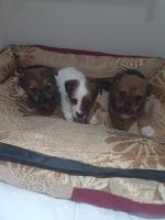 Jack russell pups for sale.