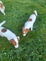 Jack russell in Tipperary for sale.