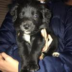 Labrador Collie puppies in Wexford for sale.