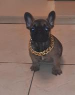 French bulldogs in Galway for sale.