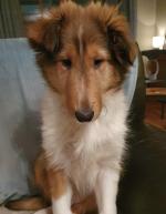 Rough Collie for sale.