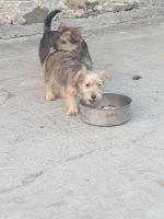 Yorkshire Terrier pups for sale.