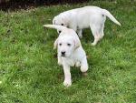 Show Quality IKC Labrador Male Puppies for sale.