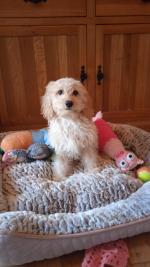 Cavapoo pup fully vaccinated for sale.