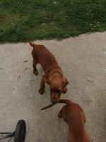 IKC Registered Red setter Puppies for sale.