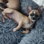 Chihuahuas in Clare for sale.