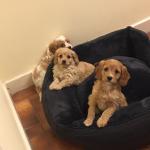 Beautiful Cavapoo puppies in Tipperary for sale.