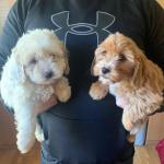BEAUTIFUL CAVAPOO PUPPIES €750 for sale.