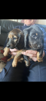 IKC Miniature dachshund pups for sale.