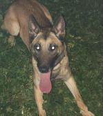 Nell Belgian Malinois for sale.