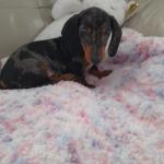 IKC Dachshund puppies for sale.