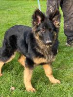 German shepherd pup for sale.