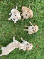 Golden Labrador Puppies for sale.