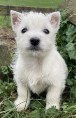 West Highalnd Terrier Puppies for sale.