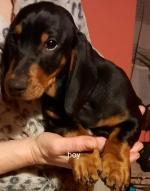 Dachshunds in Monaghan for sale.