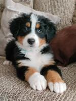 IKC Reg Bernese Mountain Dog puppies for sale.
