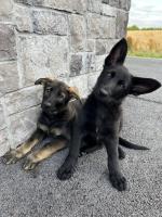 Czech Working Line GSD Pups IKC Registered for sale.