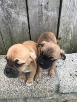 Puggle puppies for sale.